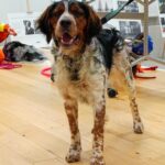 Znalezione – wywąchane! Czyli psy ratownicze podczas poszukiwań. 18.01.2025 r.