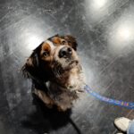 Znalezione – wywąchane! Czyli psy ratownicze podczas poszukiwań. 05.04.2025 r.